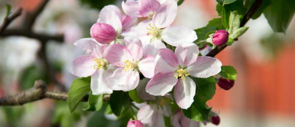 Blühende Kirschblüte an Kirschzweig