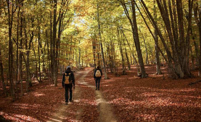 Wanderweg durch den Wald im Naturpark am Rhein